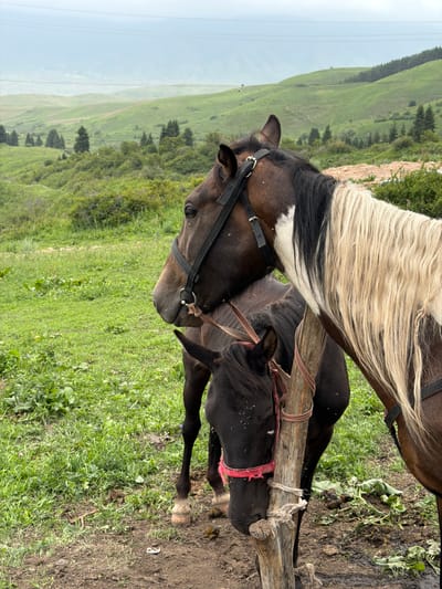 The image shows two horses standing next to a wooden fence post in a grassy, mountainous landscape. The horse in the foreground is dark brown with a black mane and tail, wearing a black halter and a red strap around its neck. The horse behind it has a lighter colored mane and tail with dark brown and white markings. The background consists of rolling green hills with some trees and a cloudy sky, suggesting an overcast day. The ground around the fence post is muddy with some patches of dry grass. The overall scene depicts a rural or natural setting, possibly a pasture or trail in the mountains of Kaindy, Kyrgyzstan. There is no visible text in the image.