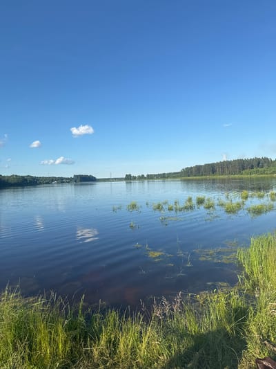 The image depicts a serene natural landscape, likely in the vicinity of Бабініцкі сельскі Савет, Belarus. A wide, calm body of water dominates the foreground and midground, reflecting the clear blue sky dotted with a few wispy white clouds. The water's surface exhibits subtle ripples. Along the far bank of the water, a dense line of dark green trees forms a treeline, with some lighter green vegetation interspersed. In the distance, on the left side of the frame, a few small buildings and a single tall industrial tower are visible. The immediate foreground is lined with lush green grass, growing tall and somewhat wild, with some patches of drier stalks and a few small yellow wildflowers. Submerged aquatic plants are visible in the shallower parts of the water near the edge, with their green fronds breaking the surface. The overall impression is one of a peaceful, natural environment on a sunny day.