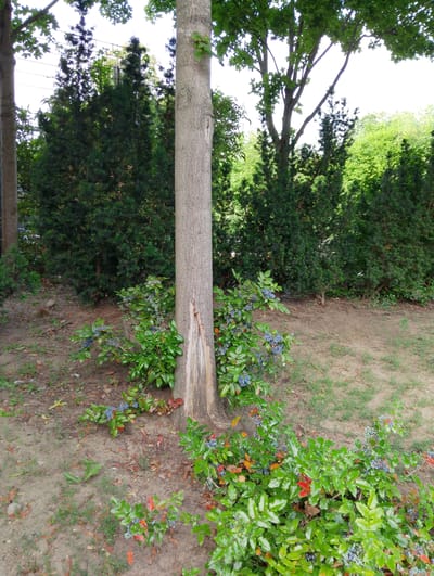 In a park in Dortmund, Germany, a rough-barked tree stands in the center of the frame. The tree has a deep split in its bark, revealing lighter wood beneath. Surrounding the base of the tree are bushes with green leaves and clusters of small, dark blue berries. The ground is covered with soil, fallen leaves, and sparse green grass. Behind the tree, a dense hedge of dark green coniferous trees forms a backdrop. The overall impression is of a natural, outdoor environment.