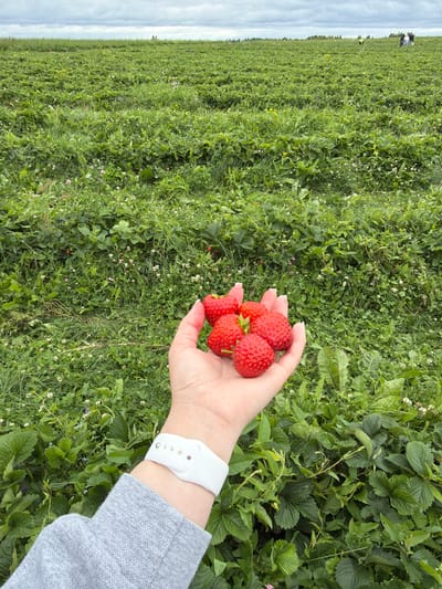 A hand holds a cluster of five ripe strawberries against a backdrop of a vast, green strawberry field under a cloudy sky. The field stretches to the horizon, with rows of strawberry plants interspersed with grass and small white flowers. In the distance, several people are visible, scattered across the field, seemingly engaged in harvesting. The person holding the strawberries is wearing a grey long-sleeved shirt and a white smartwatch. The scene suggests a pick-your-own strawberry farm. The image is taken from a slightly elevated perspective, looking down at the hand and the field.