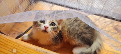 A long-haired kitten with brown and cream markings peeks out from under a sheer, light-colored mesh fabric. The kitten's large, round eyes are a dark brown, and its pink nose is prominent. Long white whiskers fan out from its face. The kitten is positioned on a wooden surface with visible grain and some texture variations. The mesh fabric is draped in front of the kitten, obscuring its body from the chest down. The overall impression is one of curiosity or shyness. The image appears to be taken outdoors, possibly in a garden or on a porch in Малая Листовка, Russia, given the rustic wooden setting.