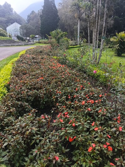 The image displays a botanical garden landscape featuring a dense flowerbed, pathways, a greenhouse, and various trees under an overcast sky. In the foreground, a long, manicured bed of foliage with numerous small, reddish-orange flowers extends across the frame. To the immediate left, a narrow strip of bright green shrubbery borders a dark paved pathway that curves gently upward. In the midground, a multi-tiered concrete staircase leads towards a large, white-framed glass greenhouse featuring multiple domed sections and the visible text "DALAT FLOWER PARK" on its side. To the right of the flowerbed, an expansive grassy area contains scattered green shrubs, some with small pink blossoms, and a cluster of tall, slender palm trees with pale trunks. A large, dark coniferous tree and other deciduous trees are visible further back. The distant background shows hazy, tree-covered hills or mountains. No individuals are present. This scene is located in a botanical garden in Thành phố Kon Tum, Vietnam.