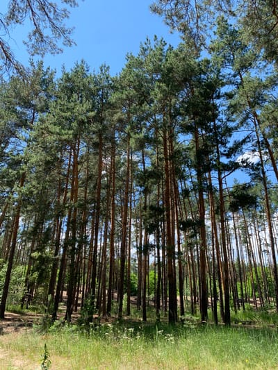 The image depicts a sun-drenched pine forest with tall, slender trees. The ground is covered in dry grass and sparse green foliage, interspersed with small white wildflowers. The sky is a clear, bright blue with a few wispy white clouds visible through the dense canopy of pine needles. The scene appears to be a natural landscape, typical of a forest area. The location is identified as Hostomel, Ukraine. There are no people, animals, or specific structures visible in the frame, suggesting a serene and untouched natural environment. The lighting indicates it is daytime, likely mid-morning or afternoon due to the strong sunlight filtering through the trees.