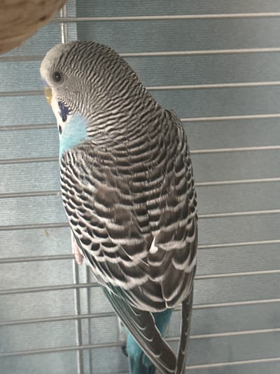 This media file is a close-up, slightly angled shot of a single budgerigar, a small parrot, inside a cage. The bird is predominantly grey and white with fine black barring on its head, back, and wings. It has a patch of light blue feathers on its throat and chest, and a small yellow beak. The budgie's eye is dark and appears alert. Its posture suggests it is looking downwards and slightly to the left.
The setting is clearly a bird cage, indicated by the parallel silver bars visible in the foreground and background. The backdrop is a textured, light blue surface, possibly the wall of a room or another cage. The lighting appears to be even and natural, suggesting it's daytime. No specific time of day or weather conditions can be determined. The overall impression is one of domesticity, with the budgie confined to its enclosure. There is no visible text in the image. The context of "Зубово, Russia" suggests a potential geographical location for this image.