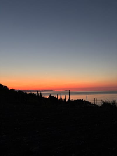 The image captures a twilight scene over the Black Sea, with the sun having recently set. The sky exhibits a gradient of colors, transitioning from a pale blue at the top to a vibrant orange and red near the horizon. A crescent moon is visible in the upper right quadrant of the sky.
In the foreground, a dark silhouette of a vineyard or cultivated field is present. Numerous thin, dark vertical stakes, characteristic of vineyard trellising, are scattered across this area. Some taller, conical trees, possibly cypress, are also silhouetted along the treeline. Beyond the foreground, the calm waters of the Black Sea stretch towards a distant, hazy coastline with low mountains.
The image appears to have been taken from a slight elevation, looking down towards the sea. The overall mood is serene and peaceful, typical of a sunset or twilight in a coastal landscape. The specific location in Chaika, Ukraine, is not directly identifiable from the visual elements alone, but the Black Sea coastline is implied. There are no people or animals visible in the image.