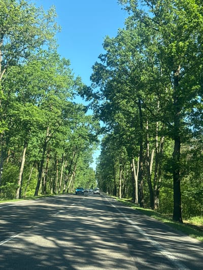 The image depicts a road lined with lush green trees, casting dappled shadows on the asphalt. The scene is bathed in sunlight, suggesting a clear day, likely in the late morning or early afternoon given the quality of the light and the length of the shadows. On the right side of the road, a white line marks the lane. In the distance, several cars are visible driving along the road, one of which is blue. The overall impression is one of a serene, natural setting, possibly a rural road or a parkway in Słupno, Poland. The dense foliage of the trees indicates it is likely springtime or summertime. No people are explicitly visible, but the presence of cars implies their activity. The scene conveys a sense of peaceful travel through a verdant landscape.
