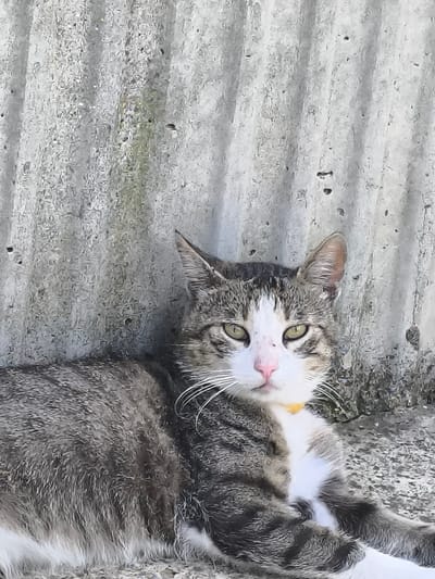 A tabby and white cat with green eyes and a pink nose is lying down against a corrugated concrete wall. The cat is wearing a yellow collar. The background is a textured grey concrete wall with vertical ridges. The foreground is a rough, textured surface. The image is a close-up shot, focusing on the cat. The location is identified as Dobrogea Veche, Moldova.