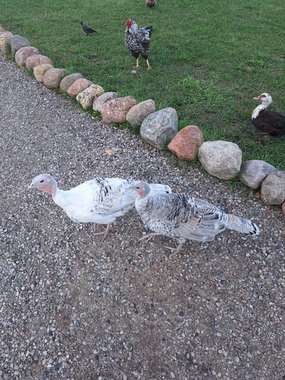 In Малахавецкі сельскі Савет, Belarus, a gravel pathway is bordered by a row of large, natural stones. Two turkeys, one predominantly white with black speckles and the other with a grey, white, and black patterned plumage, walk on the gravel. In the background, on a grassy area, a black and white rooster stands, and further back, a dark-colored duck with a red face and white markings is visible. Another small dark bird is seen on the grass to the left of the rooster. The scene appears to be an outdoor farm or rural setting.