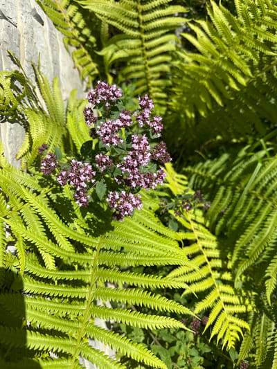 The image shows a close-up view of a cluster of small, pinkish-purple flowers surrounded by vibrant green fern fronds. The flowers are grouped together in a dense cluster, with individual blossoms appearing delicate and star-shaped. The ferns are lush and appear to be healthy, with their characteristic feathery leaves filling the frame. The lighting suggests it is daytime, with sunlight casting shadows on the foliage. The background is softly blurred, emphasizing the sharpness of the flowers and ferns. The scene appears to be in a natural setting, possibly a garden or woodland area. There are no people or animals visible in the image. The location is identified as Залесье Снт, Russia.