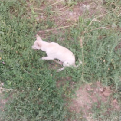 A pale-colored dog is lying on the ground amidst green grass and some dry vegetation. The dog is positioned on its side with its head slightly raised. The background consists of soil and more green foliage. The image is blurry, making it difficult to discern fine details. The scene is set outdoors in a grassy area.
