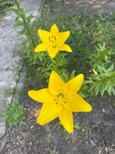 This media file features a close-up, overhead view of two vibrant yellow lily flowers with spotted orange stamens. The flowers are in focus, showcasing their delicate petals and intricate details. One lily is larger and positioned to the right of the frame, while a smaller one is to the left.
The background is a blur of green foliage and dark soil, suggesting an outdoor garden setting. Hints of a grey concrete path are visible in the lower left and bottom portions of the image, and some shadows suggest it might be daytime. There is no visible text. The location context of Shakhty, Russia, provides a geographical setting for this natural scene. The image conveys a sense of natural beauty and the simplicity of a garden.