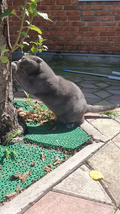 A gray cat with folded ears is scratching the bark of a tree. The cat is on a green plastic mat placed on a patio made of brick and concrete pavers. There are dry leaves on the mat and some green plants. In the background, a red brick wall is visible, and a blue-tipped pole lies on the ground. The scene appears to be in a yard or garden, likely in Ust-Labinsk, Russia, given the context.
