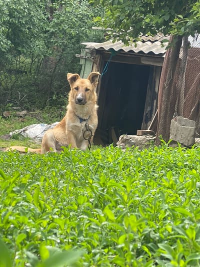 A medium-sized, light brown dog with a blue collar and attached metal leash rests near a dilapidated wooden structure with a corrugated roof in a densely overgrown area. The dog is looking at the camera with its head slightly tilted. The foliage surrounding the dog is green and dense. A partially visible wire mesh fence is at the base of the structure, which sits amongst vegetation and trees in Matyashivka, Ukraine.