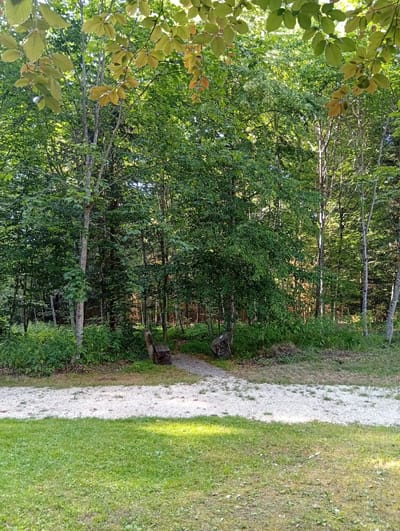 The image depicts a natural outdoor scene within the city of Meiniswil, Switzerland. In the foreground, a patch of vibrant green grass is illuminated by sunlight. Beyond the grass, a pathway composed of light-colored gravel extends horizontally across the frame. This pathway leads towards a wooded area. Two rustic wooden benches are positioned adjacent to the gravel path, partially obscured by the surrounding vegetation. The background is dominated by a dense forest characterized by numerous trees with green foliage. Sunlight filters through the leaves, creating dappled light and shadows within the woods. The overall impression is one of a serene, natural environment, possibly a park or recreational area.