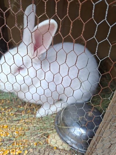 A white rabbit is inside a wire mesh enclosure. Hay and corn kernels cover the floor of the enclosure. A metal bowl is also inside the enclosure. The location is potentially Moshtanets, Bulgaria.