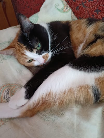 A calico cat is curled up on a patterned surface, likely a bed or sofa. The cat has distinct patches of black, white, and orange fur. Its green eyes are open and looking towards the camera, conveying a relaxed and perhaps slightly curious emotion. The cat's paws are tucked in, and its body is in a compact, resting position. The background shows parts of a textured red fabric, possibly a blanket or upholstery, and a light-colored fabric with a faint paisley-like pattern. The lighting suggests it is daytime, but no specific time can be determined. The setting appears to be indoors, in a domestic environment. No text is visible in the image. The location context provided is Alexandrov, Russia, which is not directly evident from visual cues within the image itself.