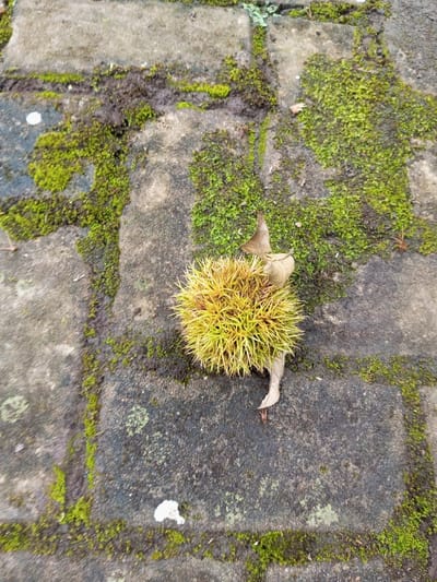 A spiky, pale yellow-green burr lies on weathered, moss-covered bricks. Two dry, curled leaves adhere to its surface. The bricks are gray with patches of green moss filling the crevices and some areas across the brick surface. The scene has a damp, earthy feel.
