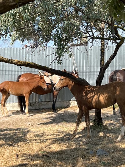 The image shows a sun-drenched, outdoor scene with three horses in the vicinity of Мысовское сельское поселение, Ukraine. In the foreground, a young brown horse stands facing the right, partially obscured by a tree branch. Behind it, a larger brown horse with a saddle and bridle is visible, its head turned to the right. Further in the background, another horse, mostly out of frame, is seen from the rear. The horses are in a dry, grassy enclosure with a corrugated metal fence in the background. The ground is covered with dry grass and straw, and there are visible shadows from trees and branches. The overall impression is one of a rural or semi-rural setting.