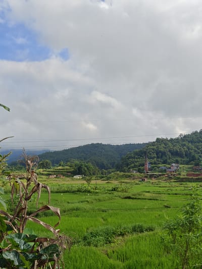The image captures a vibrant green landscape of rice paddies in Tharpu, Nepal, under a cloudy sky with patches of blue. In the foreground, a dried corn stalk with large leaves is prominently displayed on the left, partially obscuring the view of the fields. The middle ground features lush, terraced rice fields, with several white birds scattered across them. In the background, a densely forested green hill rises, dotted with small clusters of buildings. A distinctive red brick chimney, likely from a brick factory, stands tall against the hillside, alongside other structures such as houses and a small temple. Power lines stretch across the horizon, dividing the sky from the landscape. The overall scene depicts a rural, agricultural setting.