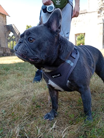 A French Bulldog with dark grey fur is standing on dry grass in front of some stone ruins. The dog is wearing a dark grey harness with a white stripe and a label that reads "Petlando". In the background, a person is holding a white retractable leash. The ruins appear to be part of an old church or abbey, possibly the former Benedictine Abbey of Walkenried in Walkenried, Germany. The sky is clear and blue.