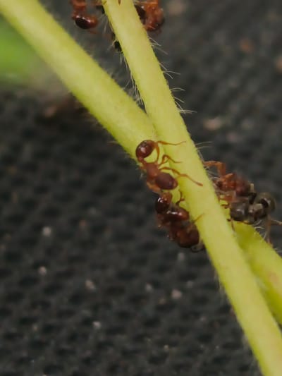 This is a close-up, vertical, outdoor shot of several ants on a thin, fuzzy, green stem. The ants are reddish-brown and are clustered together on the stem, some appearing to be interacting with each other. The background is dark and textured, possibly indicating soil or a dark fabric. The lighting appears to be natural, suggesting it might be daytime, but there are no specific cues to indicate time of day or weather conditions. No text is visible in the image. The scene is a macro view of insects in their natural environment.