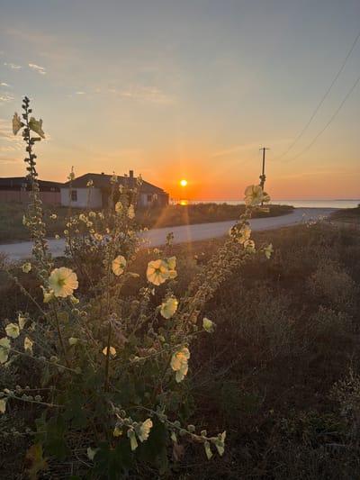 The image depicts a rural landscape at sunset, likely in the Мысовское сельское поселение, Ukraine. In the foreground, tall stalks of yellow hollyhock flowers are in bloom, their petals illuminated by the setting sun. Behind the flowers, a dirt road curves towards the horizon. To the left of the road, an old, weathered house with a tile roof sits amidst dry vegetation. A fence encloses the property. In the distance, the sun is a bright orb near the horizon, casting a warm glow across the sky and reflecting on the calm sea. A single utility pole with wires stands to the right of the road. The overall scene is serene, with the natural beauty of the flowers and the tranquil atmosphere of the sunset dominating the composition.