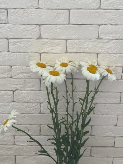 A bouquet of daisies is arranged in front of a white brick wall. The daisies have white petals and yellow centers. Some of the daisies are in full bloom, while others are in bud. The stems of the daisies are green and have leaves. The brick wall is made of rough-textured bricks and is laid in a running bond pattern. The image is taken from a medium shot, with the daisies occupying the lower half of the frame. The lighting is soft and even, with no harsh shadows. The scene is peaceful and serene. The image is set in the city of Novoalexandrovka, Russia.