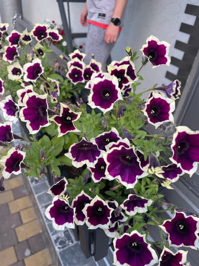 A high-angle, close-up shot displays a cluster of dark purple petunias with white-fringed edges in a planter. The flowers are lush and abundant, with some buds and wilting blossoms interspersed among the vibrant blooms. In the background, a person wearing a gray t-shirt with red trim and gray sweatpants stands partially visible. The individual has a black smartwatch on their left wrist. The setting appears to be outdoors, with a glimpse of a tiled walkway and a dark gray wall with horizontal accents. The overall scene suggests a residential or public outdoor space, potentially in Kobeliaky, Ukraine, given the provided context.