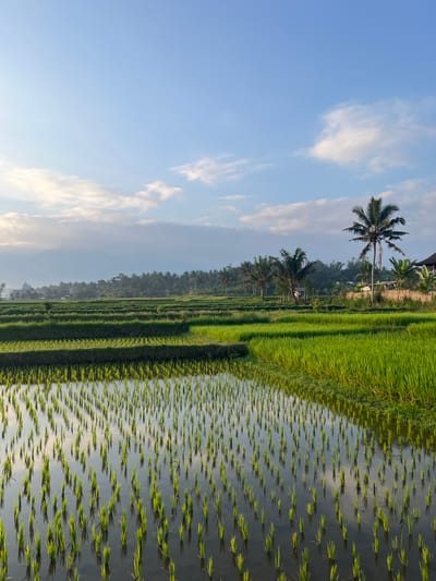 This is a landscape photograph of a rice paddy field in Lendangnangka Utara, Indonesia. The image is oriented vertically, with the sky occupying the left two-thirds and the rice paddies on the right. The sky is a clear blue with scattered white clouds, suggesting it is daytime, likely morning or late afternoon due to the soft lighting.

The rice paddy is divided into sections, with some areas showing mature, vibrant green rice stalks and others displaying freshly planted rice seedlings in flooded sections. The water in the flooded areas reflects the sky and the surrounding greenery, creating a mirrored effect. Rows of neatly cultivated rice fields stretch into the distance, bordered by a line of palm trees and dense vegetation. A few scattered structures, possibly small buildings or sheds, are visible within the tree line. The overall scene conveys a sense of rural tranquility and agricultural productivity. There is no visible text in the image.