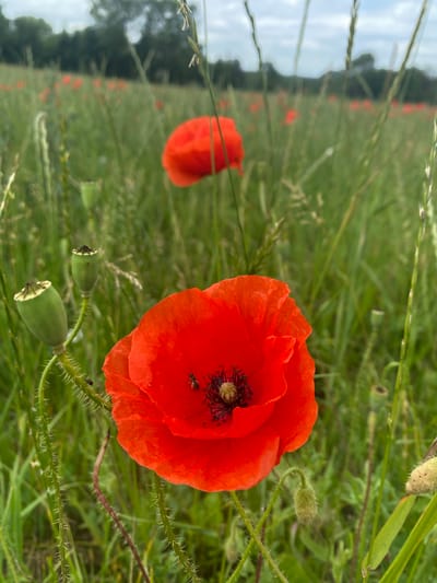 A close-up, slightly low-angle shot captures a vibrant red poppy flower in the foreground, its delicate petals slightly ruffled. Within the dark center of the poppy, a small bee can be seen foraging. To the left of the poppy, two green seed pods hang from thin stems, one slightly above the other. The stems of the poppy and seed pods are covered in fine, white hairs. The background is a field of green grass, dotted with more red poppies and some out-of-focus trees on the horizon. The sky above is overcast with a mix of gray and white clouds. The scene appears to be in a natural setting, likely a meadow or field, with the overall impression being one of a peaceful, rural landscape. Based on available information, this image could depict a poppy field located in Sachsenheim, Germany, a region known for its agricultural landscapes and natural beauty.