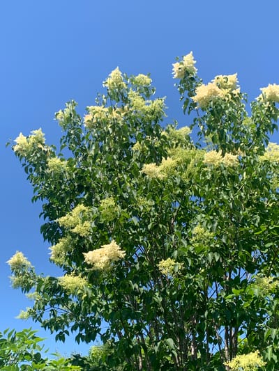 The image shows a close-up view of a blooming lilac tree against a clear blue sky. The lilac blossoms are a pale yellow-green, clustered together in large panicles. The leaves are a vibrant green and appear healthy. The branches of the tree are dark and woody. The lower left of the image shows some out-of-focus green foliage, suggesting other plants are present in the foreground. The scene is outdoors on a sunny day, typical of a temperate climate. The image does not contain any people or buildings and thus cannot be placed in Kavalerovo, Russia.