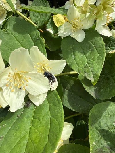 A close-up shot of white jasmine flowers with green leaves. A large black fly is perched on one of the petals, with its wings spread slightly. A smaller dark insect is visible on another petal. The flowers are detailed with yellow stamens, and the leaves are textured and green. The setting appears to be outdoors, possibly in a garden. No specific location in Užliekniai, Lithuania, can be identified from the image.