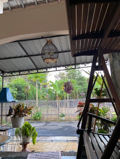 The image depicts a covered outdoor patio area with a wooden swing in the foreground and a cage with a bird in the background. A variety of potted plants are visible on the patio, some on stands. Beyond the patio is a wooden fence enclosing a yard with lush green trees and foliage. The ground appears to be wet, suggesting recent rain. The style of the patio and the lush vegetation are characteristic of a tropical or subtropical climate, consistent with Margorejo, Indonesia. There are no people or animals visible in the image apart from the single bird in the cage. The scene is peaceful and serene, with a focus on natural elements.