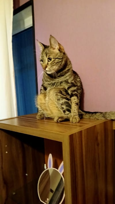A tabby cat sits on a wooden shelf, looking to its left. The cat has brown and black stripes and is facing partially away from the camera. It is sitting upright, with its front paws tucked slightly under its chest. The shelf is made of light brown wood and has a smooth, polished surface. Behind the cat, the wall is painted a light purple color. To the left of the cat, a white curtain hangs down. In the lower part of the image, a section of a wooden cabinet is visible. Inside the cabinet, a round mirror with white bunny ears is attached to the back wall. The mirror reflects a dimly lit interior. The scene appears to be indoors, likely in a residential setting. There is no indication of the city of Rustavi, Georgia, in the image.