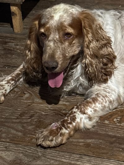 This is a close-up, horizontal, eye-level, indoor shot of a medium-sized dog lying on its side on a wooden floor. The dog has a white and brown coat with irregular speckles and patches. Its long, wavy brown fur covers its ears and parts of its face. The dog's head is tilted, and its pink tongue is sticking out, curled to the right. One of its eyes is visible, appearing to be a dark brown color. The wooden floor has a visible grain pattern and appears to be made of planks. There are some dark shadows cast on the floor, suggesting the lighting source is from the left and slightly above. A dark, indistinct object is partially visible in the lower left corner, possibly a piece of furniture or a support structure. The scene appears to be dimly lit, possibly indicating evening or an indoor setting with artificial light. The dog's expression, with its tongue out and relaxed posture, suggests it might be playful, tired, or panting. No text is visible in the image. The location context is Dubrovino, Russia.