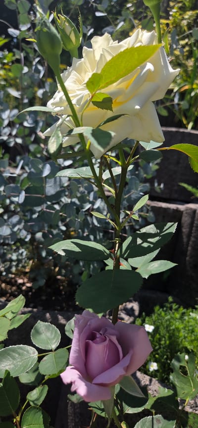 The image shows two roses on a stem, one a creamy white and the other a soft lavender. The white rose is fully bloomed and faces left, with its petals layered and slightly ruffled. Several green buds are visible near the white rose. The lavender rose is partially bloomed and faces right, its petals softly curled inwards. The roses are surrounded by green leaves and thorny stems. In the background, there are more green plants and what appears to be a grey stone or brick structure. The sunlight suggests it is daytime, possibly morning or afternoon, casting shadows on the leaves. The scene is outdoors, in a garden setting in Manderbach, Germany. There is no visible text.