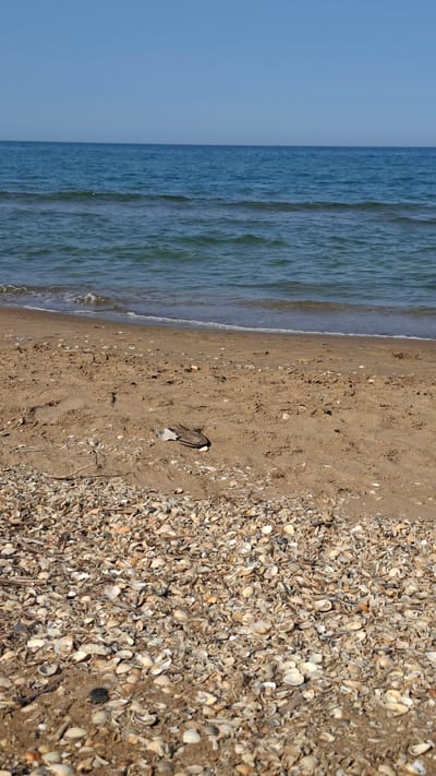 A beach scene shows the ocean meeting a sandy shore dotted with shells. The water is a deep blue with gentle waves, and the sky is clear and bright. On the sand, a single, worn sandal lies on its side. The beach is covered in a thick layer of broken seashells in various shades of white, tan, and gray. The scene is set in Inchkhe, Russia.