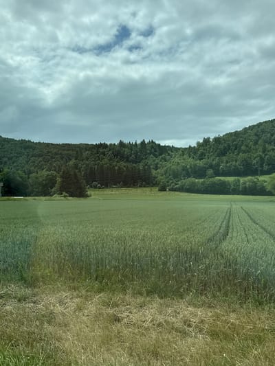 This landscape image, taken in Zurzach, Switzerland, depicts a serene rural scene under an overcast sky. The upper portion of the frame shows a sky predominantly covered by light grey clouds, with hints of blue sky peeking through, particularly towards the left.

The foreground features a textured area of dry, light brown and faded green grass, suggesting a natural boundary or uncultivated patch. Adjacent to this, a vast field of vibrant green crops, possibly wheat or barley, stretches across the middle of the scene. Distinct parallel tracks or lines are visible within this field, indicative of farming activity or machinery passes.

In the background, a dense, dark green forest covers a sloping hillside, extending across the horizon. Utility poles and power lines are discernible running horizontally along the edge where the forest meets the cultivated fields. No people are visible, and no specific event is taking place, presenting a peaceful, natural vista during what appears to be daytime under diffused light. There is no visible text.