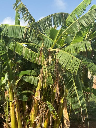 The image depicts a dense cluster of banana plants, likely in the vicinity of Kurunduma, Nigeria. The foreground is dominated by large, verdant banana leaves, some of which are torn or fragmented. The leaves are primarily green, with some exhibiting signs of browning or decay. The stems of the banana plants are visible, exhibiting a yellowish-green color. The sky is visible in the upper left corner, indicating a daytime scene with clear weather. The environment appears to be a field, as indicated by the presence of greenery and soil in the background. There are no people present in the image.