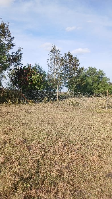 The scene depicts an outdoor landscape in Kaputiei North ward, Kenya. The foreground consists of dense, dry, light brown and greenish-brown low-lying vegetation. A wire mesh fence, supported by multiple vertical wooden posts, extends across the midground, partially obscured by surrounding plant growth. Behind the fence, a varied line of trees with green and reddish-brown foliage forms the background. The sky above is blue with scattered white cumulus clouds. No individuals, actions, or specific interactions are present in the image.