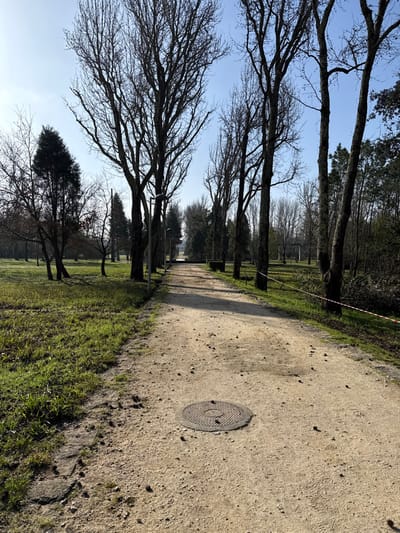 The image displays an unpaved gravel path within a park or green space located in Mealhada, Portugal. The path, light brown in color with scattered debris, extends into the distance under a clear blue sky. On the left side of the path, a section of an older stone or concrete border is visible. A circular, dark-colored metal manhole cover with a patterned surface is centrally positioned on the path in the foreground. Both sides of the path are lined with predominantly deciduous trees, mostly bare of leaves, accompanied by green grass. Several dark lampposts are visible along the left side of the path. On the right side of the path, in the mid-ground, a horizontal red and white striped barrier tape is strung between two trees, and a pile of cut tree branches or debris is visible beneath the tape. No individuals are present in the scene.