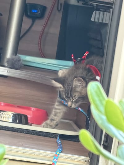 A tabby kitten wearing a red harness and a blue collar with a colorful pattern is resting with its eyes closed. The kitten is lying on a wooden surface, possibly inside a vehicle or camper. A red food or water bowl is visible to the left of the kitten. The background shows some metal and electrical components. In the foreground, a blurry green plant obstructs part of the view. The image does not contain any information that allows for the localization of the scene in Πόρτες, Greece.