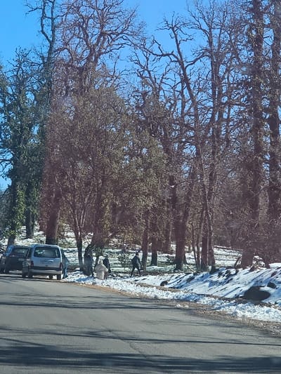 The image presents a roadside scene in Ait Naamane, Morocco, under a clear blue sky. A dark asphalt road traverses the lower half of the frame. To the right of the road, a snow-covered verge transitions into a wooded area densely populated with trees. The background and upper right feature numerous tall deciduous trees with bare, intricate branches, indicative of a winter or early spring season. Some evergreen trees with dark green foliage are visible on the left side and closer to the mid-ground. Patches of snow are scattered across the forest floor.

On the left side of the road, a silver or light grey minivan is parked, its rear visible. A darker colored vehicle is partially obscured in front of the minivan. One individual, dressed in dark clothing, is partially visible near the rear of the minivan.

On the right side of the road, along the snow-covered verge and extending into the forest, at least five individuals are present. One individual wears a light-colored, full-length garment and is positioned slightly bent forward, facing towards the left. To their left, another individual in dark clothing is partially obscured by trees. Further into the wooded area, three additional individuals are observed. One of these individuals, carrying a backpack, is moving towards the right. Small, rounded white objects, consistent with snowballs, are visible on the snow near the road's edge.