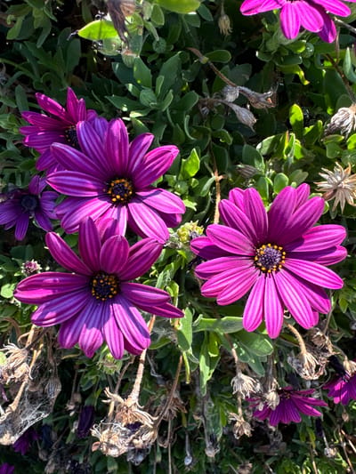 This image shows a close-up of several purple African daisy flowers in bloom. The flowers have vibrant purple petals with thin, darker purple stripes. The centers of the flowers are dark with bright yellow pollen. Some of the flowers are fully open, while others are partially closed or are buds. In the background, there are green leaves and dried flower heads, suggesting a natural outdoor setting. Some of the dried flower heads appear to be covered in cobwebs. The lighting suggests it is daytime, possibly morning or afternoon, with sunlight casting shadows and highlighting the textures of the petals and leaves. The overall scene is one of natural beauty, with a focus on the intricate details of the flowers. There is no visible text in the image. The location context provided is San Mateo, United States of America, which is consistent with the type of flora depicted.