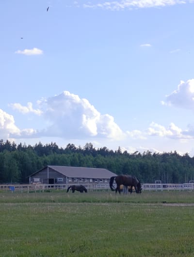 A serene rural landscape, likely an equestrian farm or ranch in Ivanovskoe, Russia, is captured under a bright, cloudy sky. The foreground is dominated by a expansive green pasture with wild grass and small white flowers. Two dark-colored horses are grazing peacefully in the midground; a larger one is positioned to the right, head down, while a smaller horse or pony is to the left, also feeding.
Behind the horses, a long, dark wooden barn or stable with a gray roof stands prominently. The structure features several window-like openings along its side and a visible entrance. A white wooden fence runs in front of the barn, separating the horses' grazing area from the immediate vicinity of the building. A small blue sign with unreadable white text is affixed to the fence on the left.
A dense line of dark green trees, forming a forest edge, stretches across the background behind the barn. Above the treeline, a light blue sky is filled with large, fluffy white cumulus clouds. A dark bird with spread wings is visible flying high in the upper left portion of the sky, with other tiny specks that might be distant birds or insects. The scene suggests a calm, pleasant daytime setting, possibly late afternoon, with fair weather conditions.