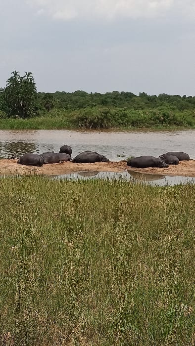 A herd of hippopotamuses congregates at the edge of a riverbank. Lush green grass covers the land to the right, while trees form a dense forest on the left. The sky is overcast, casting a soft light over the scene. The river's muddy bank contrasts with the verdant surroundings, creating a natural border between the water and land.