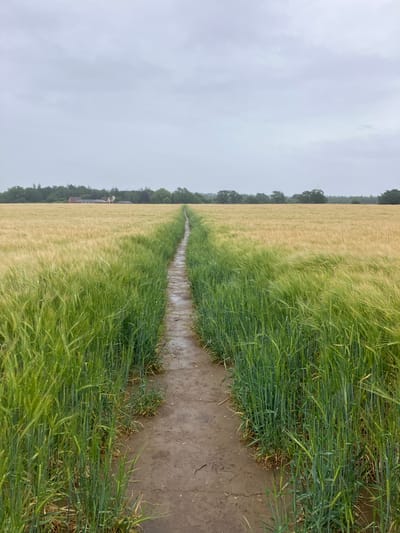 This image depicts a rural agricultural landscape, featuring a narrow, unpaved track extending linearly from the foreground to the distant horizon under an overcast sky. The track, appearing wet and muddy with patches of standing water, is bordered on both sides by fields of cereal crops.
On the left side of the track, a vast field of mature, golden-yellow cereal crop, likely wheat or barley, stretches into the midground and background. On the right side of the track, a field of vibrant green cereal crop, appearing less mature than its golden counterpart, occupies the foreground and midground. Droplets of water are visible on the stalks of the green crop, indicating recent rain. The crops on both sides show texture from their seed heads or awns.
In the distant background, a dense treeline composed of mixed deciduous and coniferous trees forms the horizon. Partially visible above the treeline, several residential or farm buildings with reddish-brown roofs and lighter facades are present, suggesting a distant rural settlement. The sky is uniformly light grey and heavily overcast, casting soft, diffused light over the entire scene. No individuals, animals, or specific objects of human activity beyond the track and buildings are discernible.
This scene is consistent with agricultural areas found in the vicinity of Colchester, United Kingdom. However, the precise location within Colchester cannot be forensically identified solely from the visual information provided.