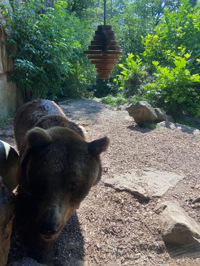 This media file captures a close-up, slightly angled view of a grizzly bear's head and upper body. The bear is looking down and slightly to the right of the camera, with its dark brown fur catching the sunlight. Some white markings are visible on its fur, possibly tattoos or natural patterns.

The setting appears to be an outdoor enclosure, likely a zoo or wildlife park, in Innsbruck, Austria. Lush green trees and foliage form a natural backdrop to the left of the frame. The ground is covered with gravel, wood chips, and a few scattered rocks. A unique, multi-tiered wooden structure, possibly an enrichment feeder for the bear, hangs from a metal pole on the left side of the image.

The lighting suggests it is daytime, with bright sunlight casting shadows. The overall atmosphere is natural and serene. There is no visible text in the image.
