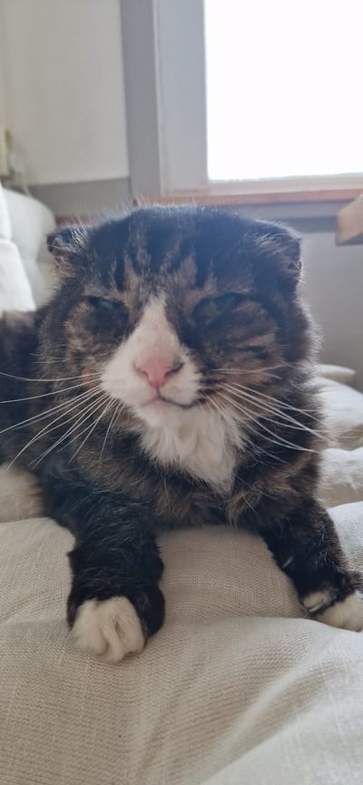 A close-up, horizontal shot captures a tabby cat resting on a light-colored, textured surface, likely a couch or cushion. The cat is positioned with its head tilted, eyes partially closed, and its paws extended, suggesting relaxation or sleep. The cat's fur is a mix of dark brown, black, and white, with distinctive tabby markings on its face. Its nose is a soft pink, and long white whiskers fan out from its snout. One of the cat's front paws, with black and white fur, is visible resting on the surface. In the background, a bright window with natural light is visible, suggesting daytime. The overall mood is tranquil and cozy. No visible text is present in the image. The location context is Sigtuna, Sweden.