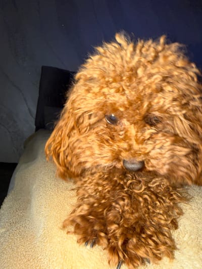 A reddish-brown, curly-haired dog, appearing to be a poodle-type breed, is depicted in a close-up, head-and-shoulders composition. The dog's head is tilted slightly downwards and to the viewer's right. Its left eye is visible, exhibiting a bright reflection, while the right eye is obscured by fur. A dark, moist nose is visible at the center of the muzzle. The dog is positioned on a light-colored, textured surface, consistent with a cream or beige fleece blanket or rug. The background in the upper left features an indistinct dark object or piece of furniture against a dark blue-gray wall or surface. This scene is located in the city of Madzherito, Bulgaria.